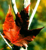 turning leaf
