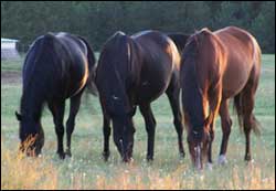 Arabian mares @ Enchanted Acres' Majestic Arabians