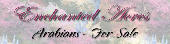 Enchanted Acres' Arabians FOR SALE