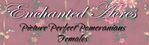 Picture Perfect Pomeranians Females