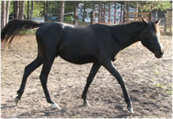 El Zalam
