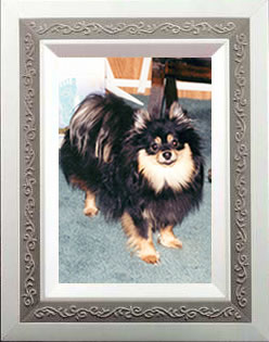 Click here for a larger view of Lassie