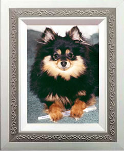 Click here for a larger view of Lassie