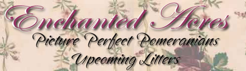 Enchanted Acres-Picture Perfect Pomeranians - Upcoming Litters