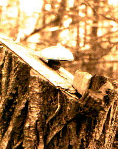 mushroom growing from stump