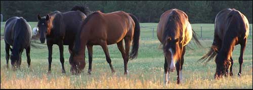 The Arabian mares @ Enchanted Acres' Majestic Arabians